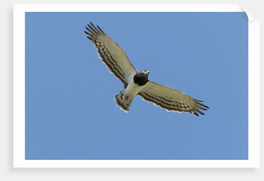 Black Chested Snake Eagle (Circaetus pectoralis) in blue sky by Anonymous