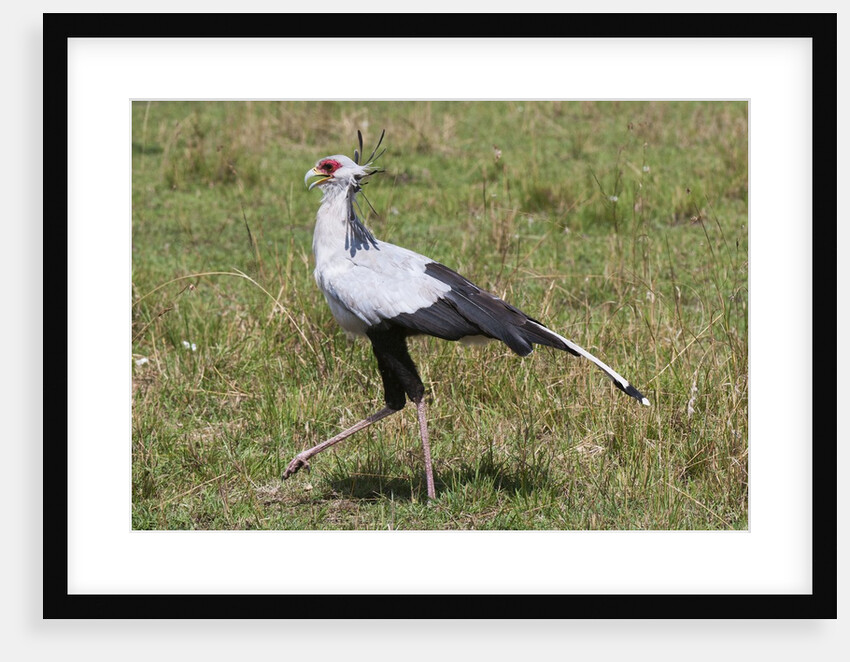 Secretary Bird (Sagittarius serpentarius) by Anonymous