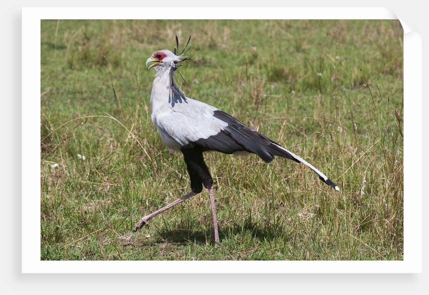 Secretary Bird (Sagittarius serpentarius) by Anonymous