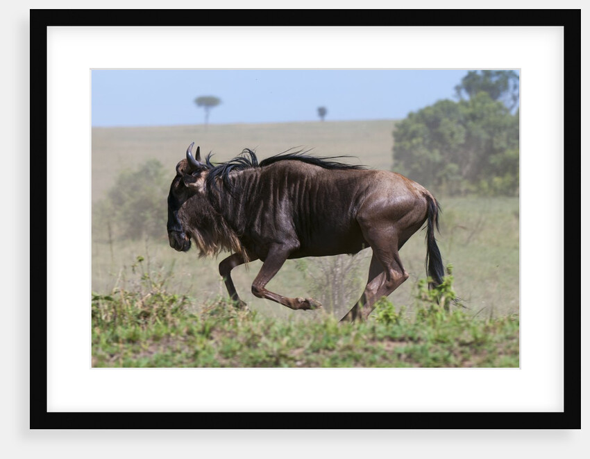 Wildebeest (Connochaetes taurinus) by Anonymous