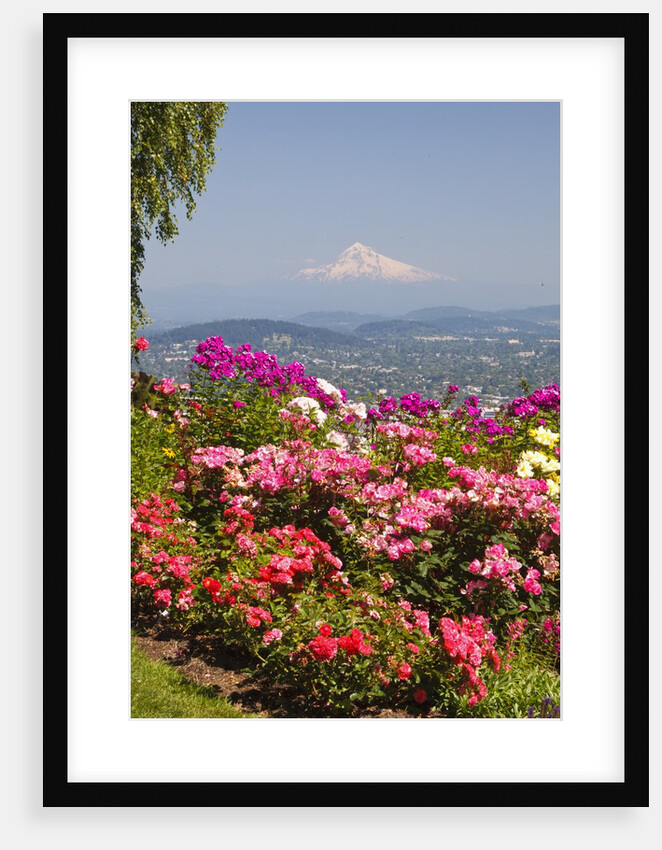 rose garden adds beauty to Mt.Hood from Pittock Mansion. Portland Oregon. Pacific Northwest. by Anonymous