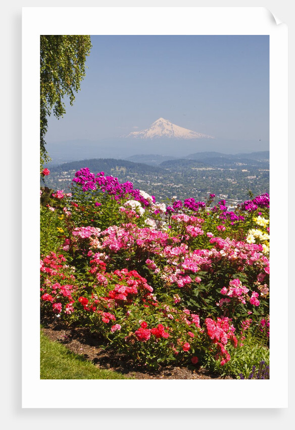 rose garden adds beauty to Mt.Hood from Pittock Mansion. Portland Oregon. Pacific Northwest. by Anonymous