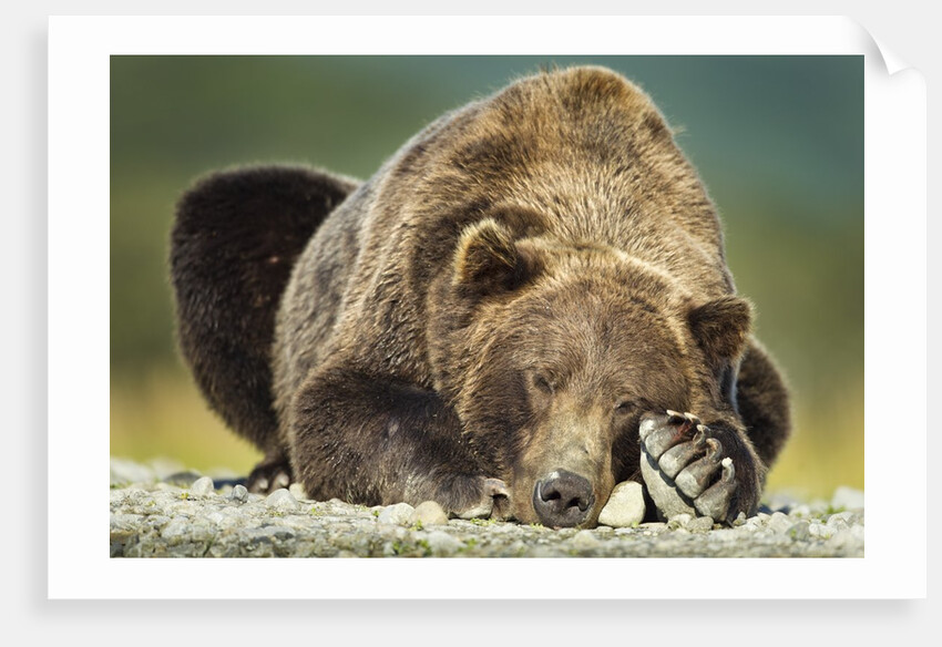 Brown Bear, Katmai National Park, Alaska by Anonymous