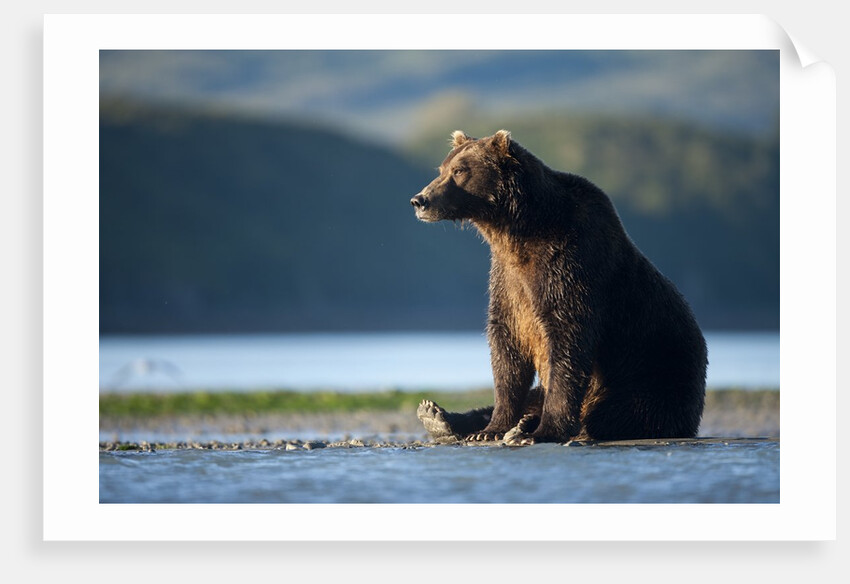 Brown Bear, Katmai National Park, Alaska by Anonymous