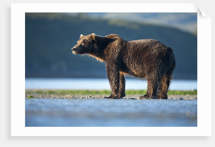 Brown Bear, Katmai National Park, Alaska by Anonymous