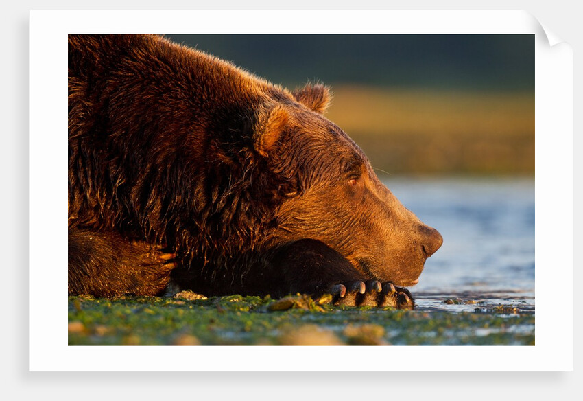Brown Bear, Katmai National Park, Alaska by Anonymous