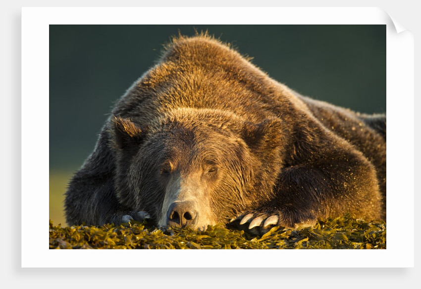 Brown Bear, Katmai National Park, Alaska by Anonymous
