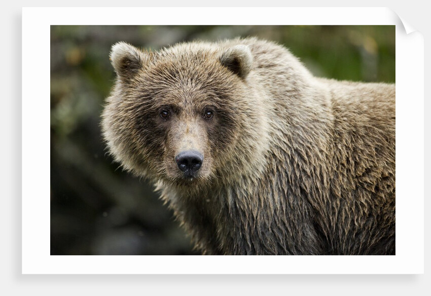 Brown Bear, Katmai National Park, Alaska by Anonymous