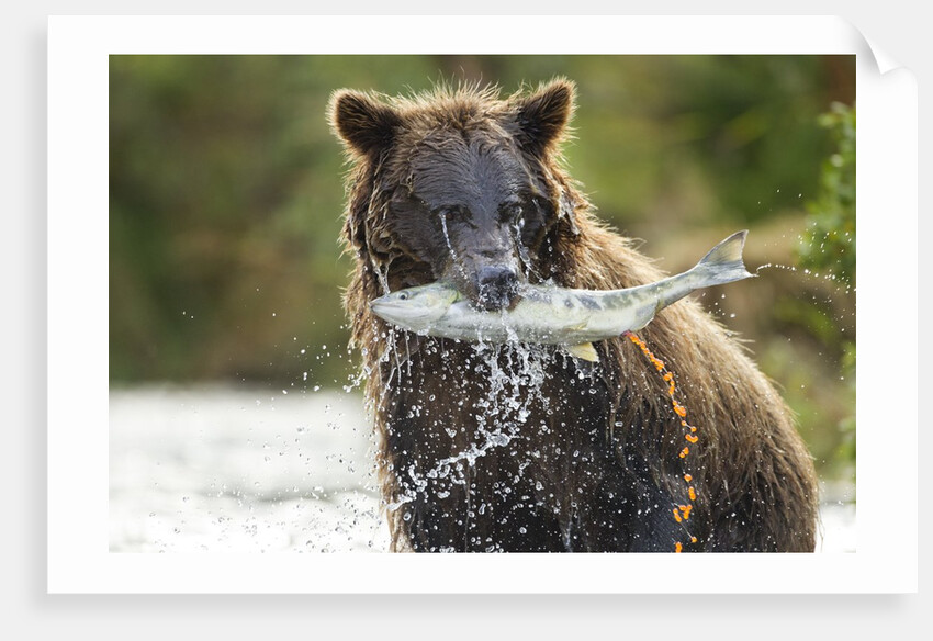 Brown Bear, Katmai National Park, Alaska by Anonymous