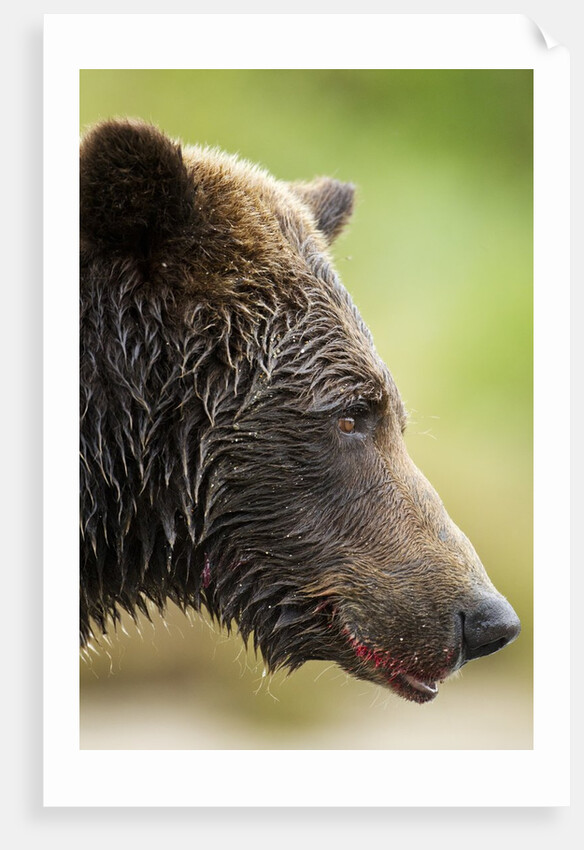 Brown Bear, Katmai National Park, Alaska by Anonymous