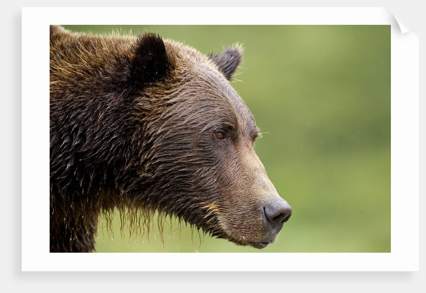 Brown Bear, Katmai National Park, Alaska by Anonymous