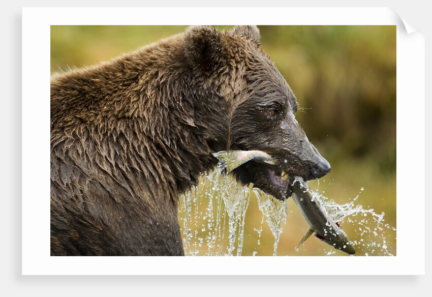 Brown Bear, Katmai National Park, Alaska by Anonymous
