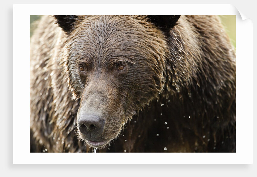 Brown Bear, Katmai National Park, Alaska by Anonymous