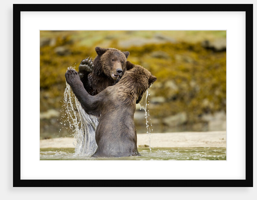 Sparring Brown Bears, Katmai National Park, Alaska by Anonymous
