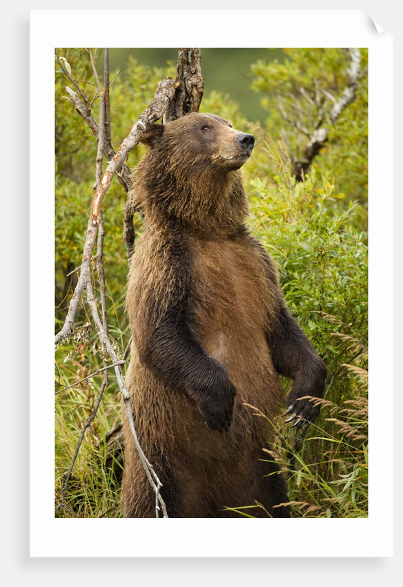 Brown Bear, Katmai National Park, Alaska by Anonymous