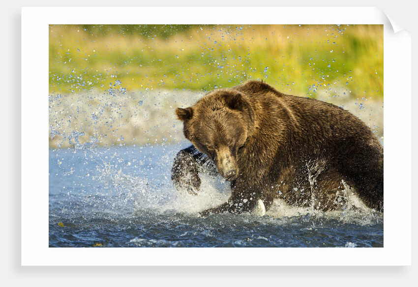Brown Bear, Katmai National Park, Alaska by Anonymous