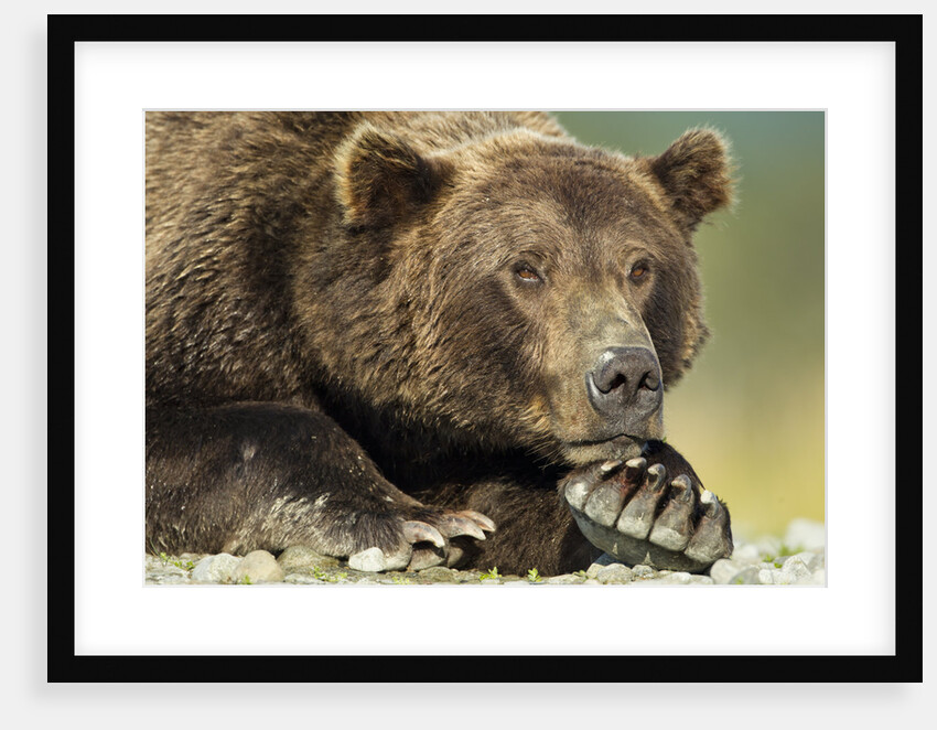 Brown Bear, Katmai National Park, Alaska by Anonymous