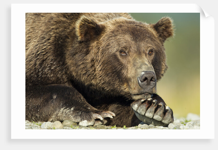 Brown Bear, Katmai National Park, Alaska by Anonymous
