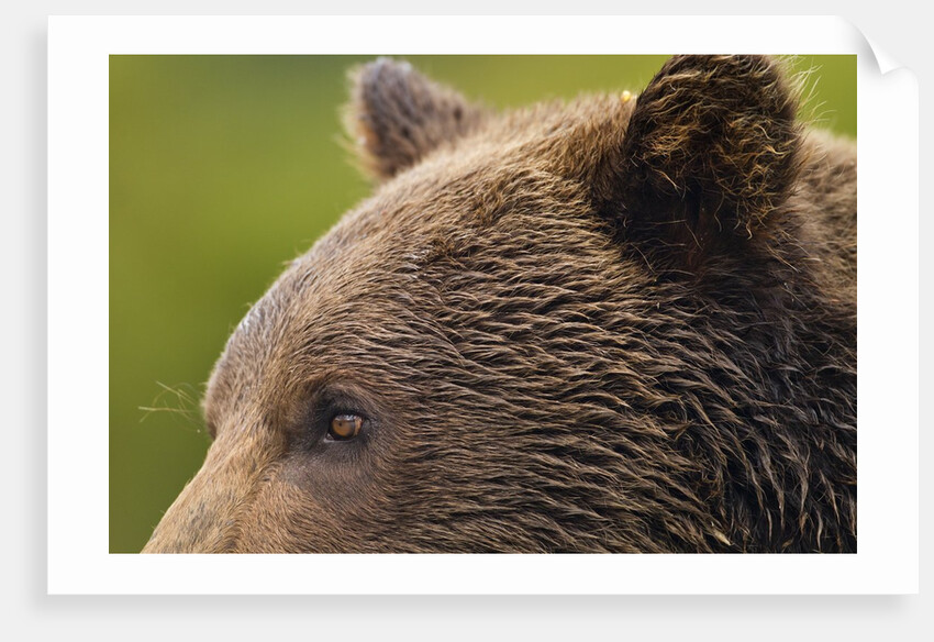 Brown Bear, Katmai National Park, Alaska by Anonymous