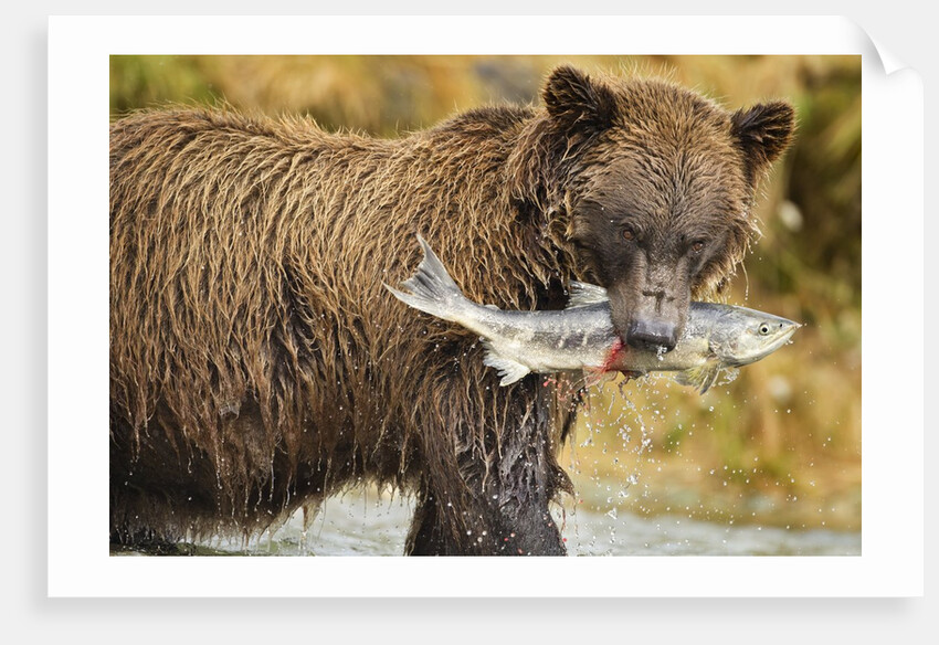 Brown Bear, Katmai National Park, Alaska by Anonymous