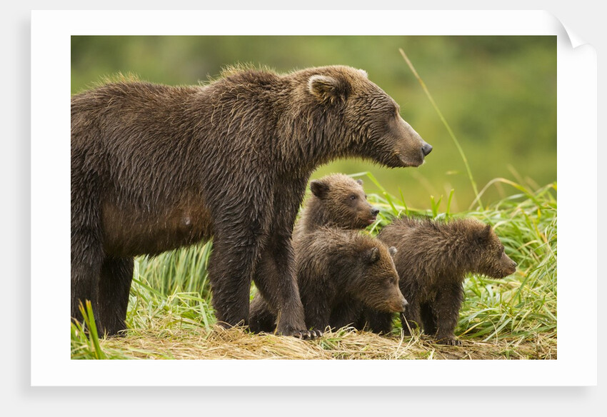 Brown Bear, Katmai National Park, Alaska by Anonymous