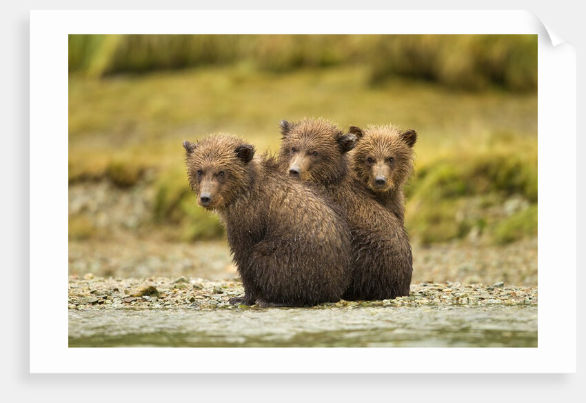 Brown Bear Cubs, Katmai National Park, Alaska by Anonymous