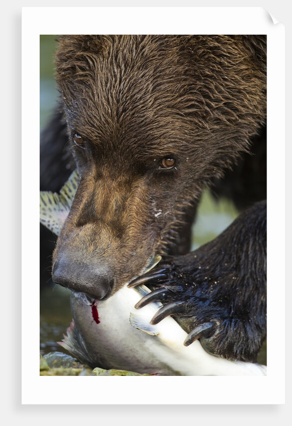 Brown Bear, Katmai National Park, Alaska by Anonymous