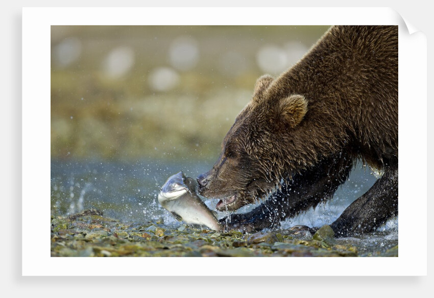 Brown Bear, Katmai National Park, Alaska by Anonymous