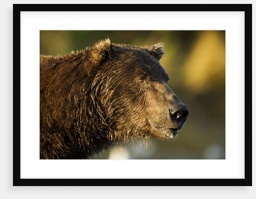 Brown Bear, Katmai National Park, Alaska by Anonymous