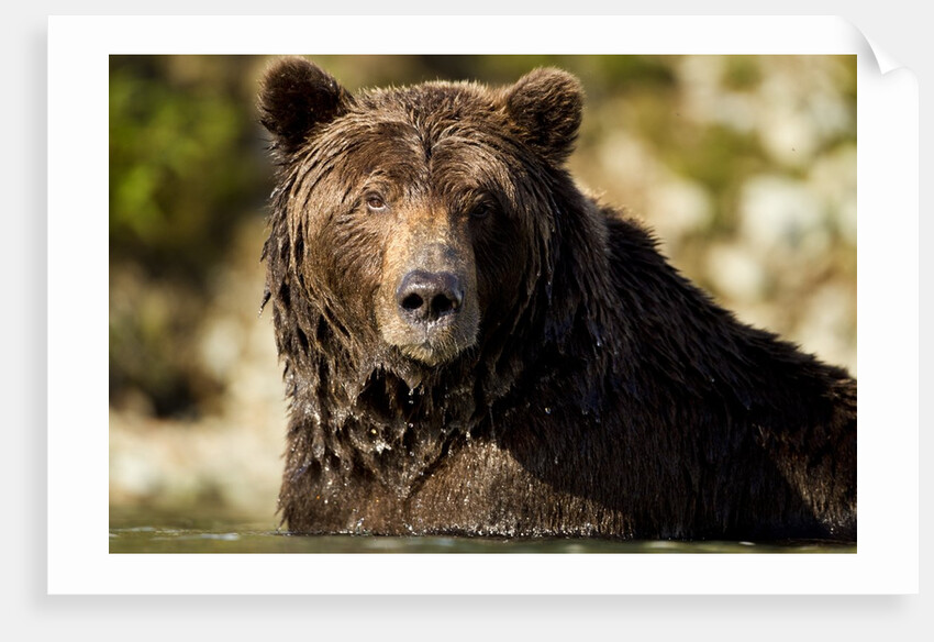 Brown Bear, Katmai National Park, Alaska by Anonymous