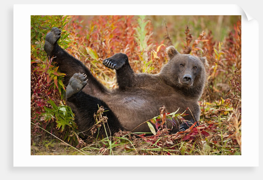 Brown Bear, Katmai National Park, Alaska by Anonymous