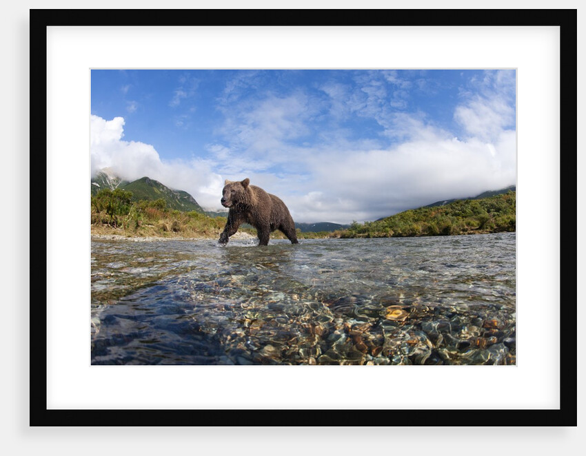 Brown Bear, Katmai National Park, Alaska by Anonymous