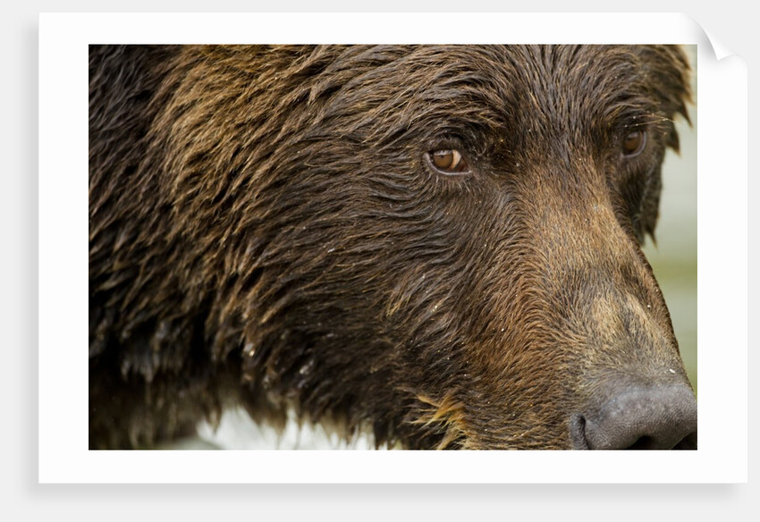 Brown Bear, Katmai National Park, Alaska by Anonymous