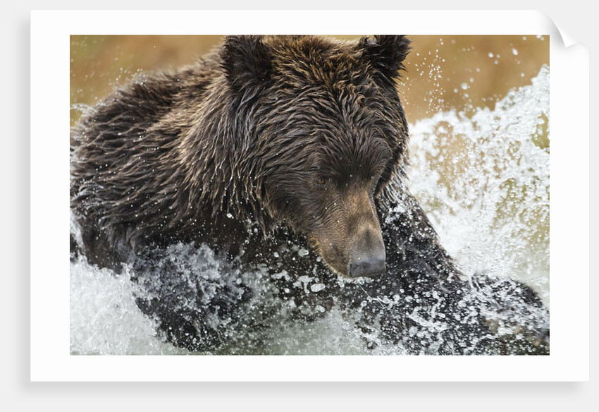 Brown Bear, Katmai National Park, Alaska by Anonymous