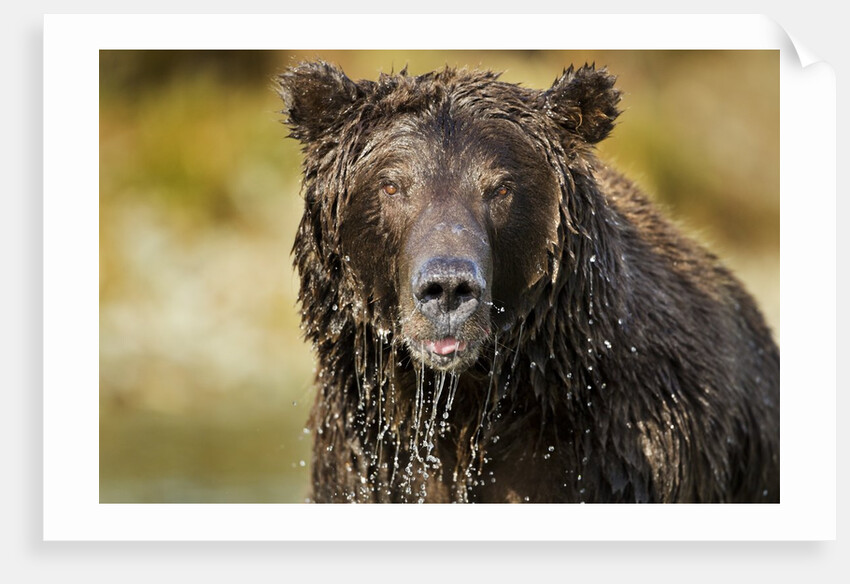 Brown Bear, Katmai National Park, Alaska by Anonymous