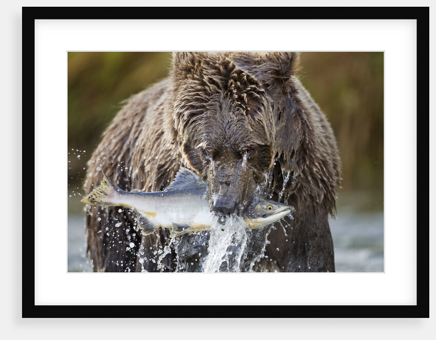 Brown Bear, Katmai National Park, Alaska by Anonymous
