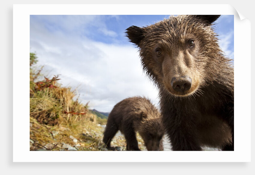Brown Bear Cubs, Katmai National Park, Alaska by Anonymous