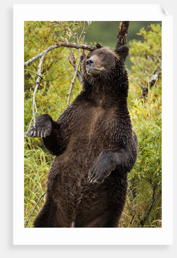 Brown Bear, Katmai National Park, Alaska by Anonymous