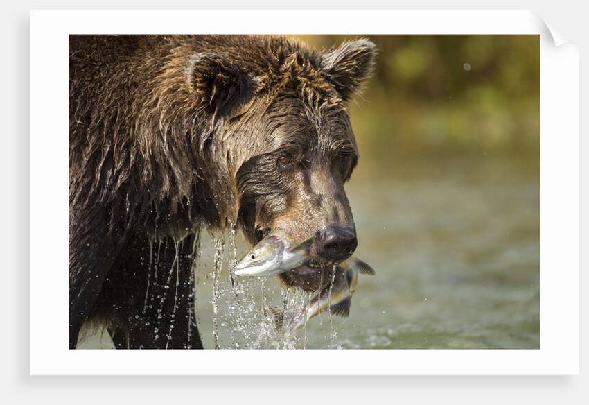 Brown Bear, Katmai National Park, Alaska by Anonymous