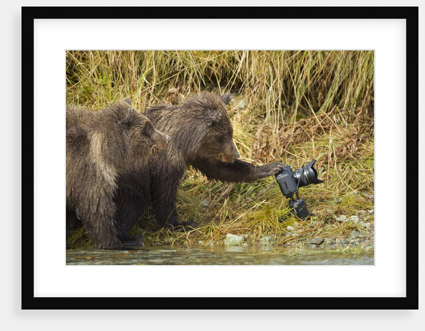 Brown Bear, Katmai National Park, Alaska by Anonymous