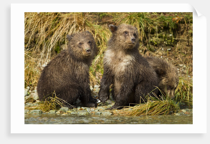 Brown Bear, Katmai National Park, Alaska by Anonymous