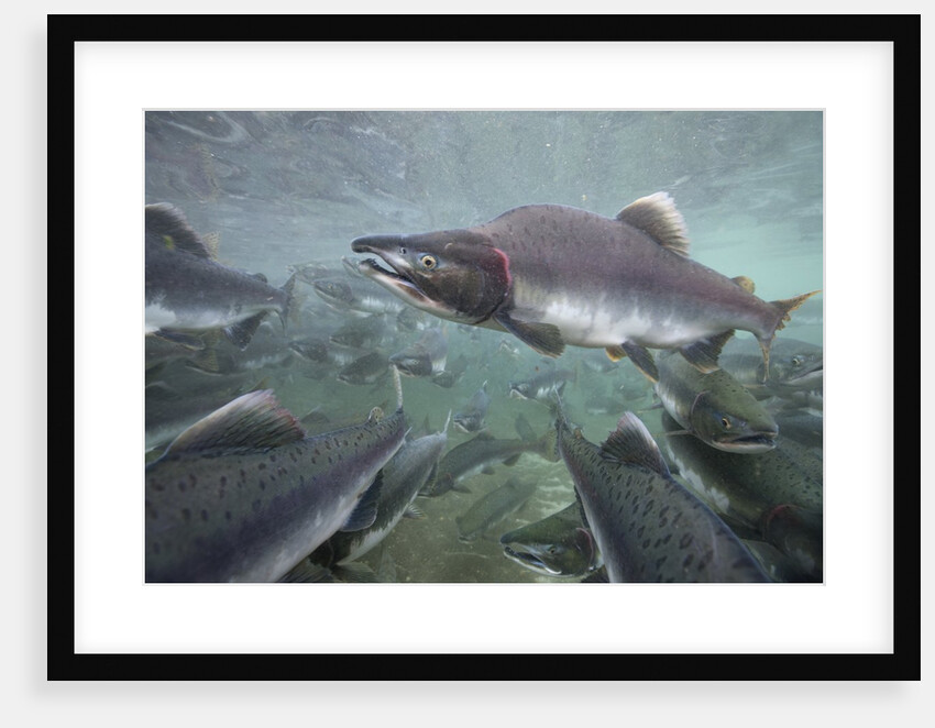 Spawning Salmon, Katmai National Park, Alaska by Anonymous