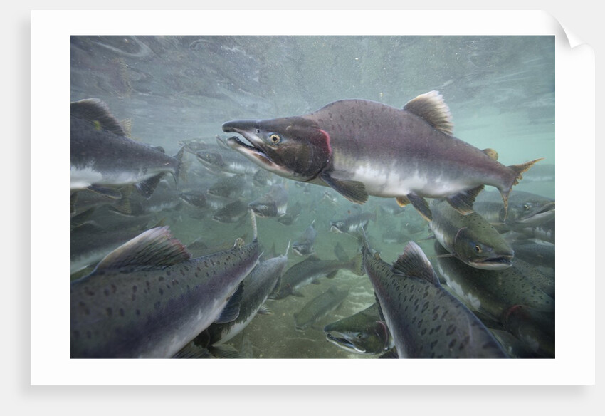 Spawning Salmon, Katmai National Park, Alaska by Anonymous