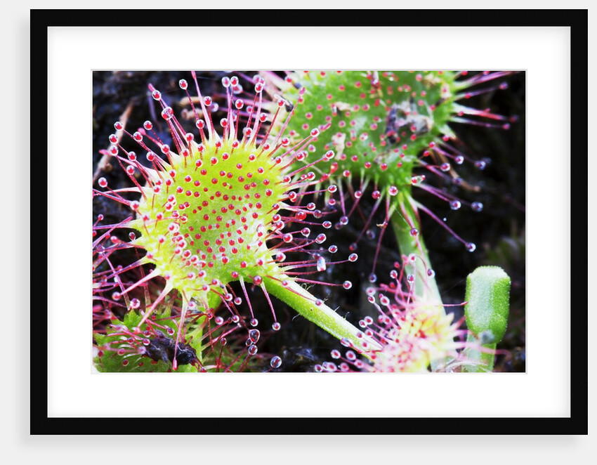 Round Leaved Sundew by Anonymous