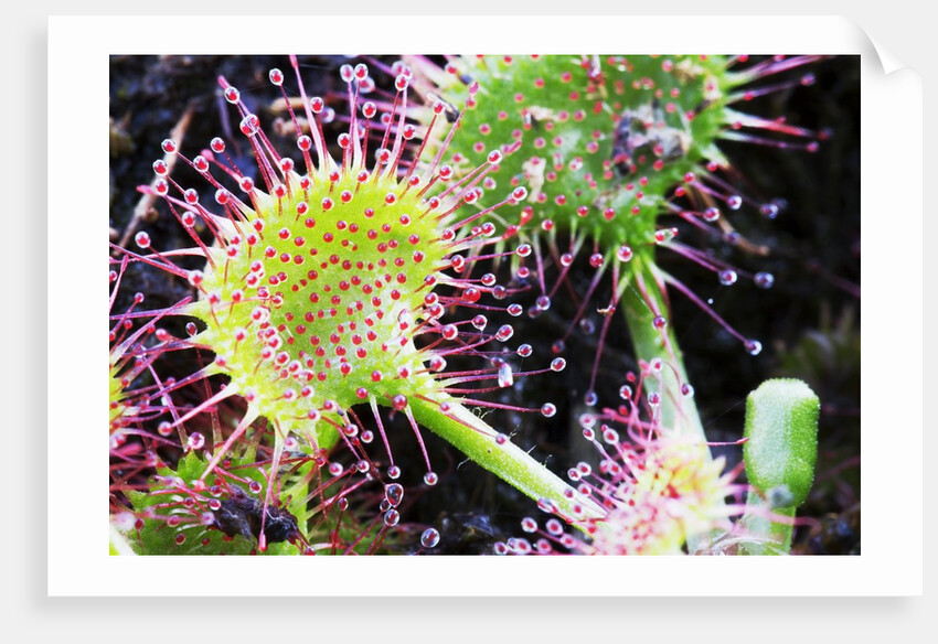 Round Leaved Sundew by Anonymous
