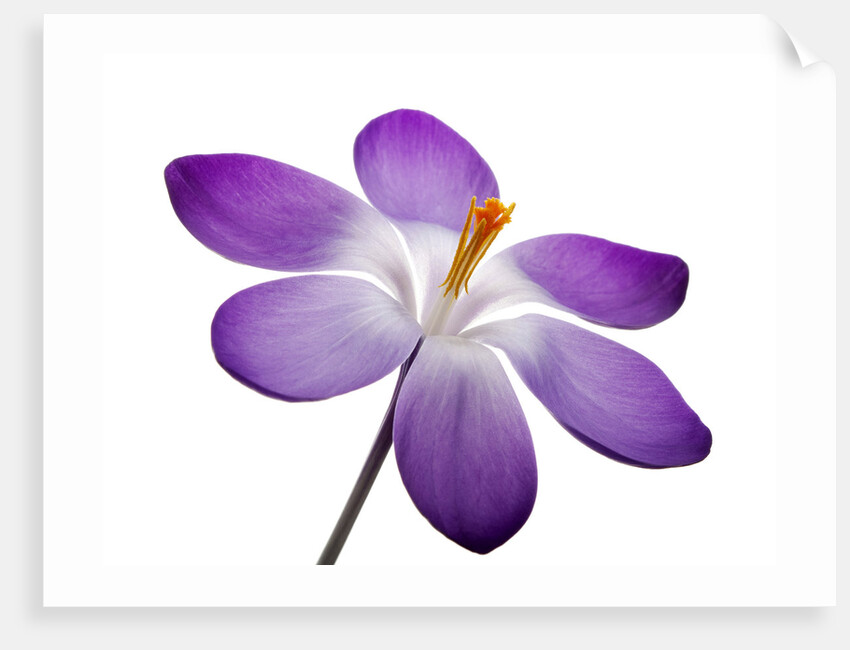 Crocus vernus, Giant Spring Crocus by Anonymous