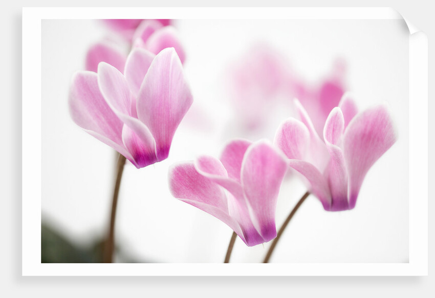 Cyclamen 'Alpine Violet' by Anonymous