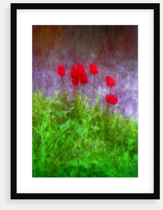 Red tulips by Anonymous