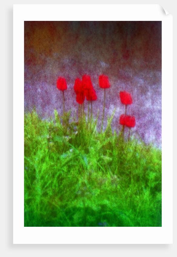 Red tulips by Anonymous