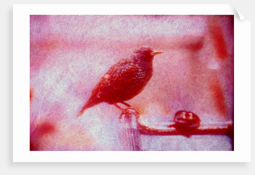 Bird on bicycle handlebar by Anonymous